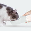 Traveling Out Portable Dog Water Dispenser | Free Shipping All over USA