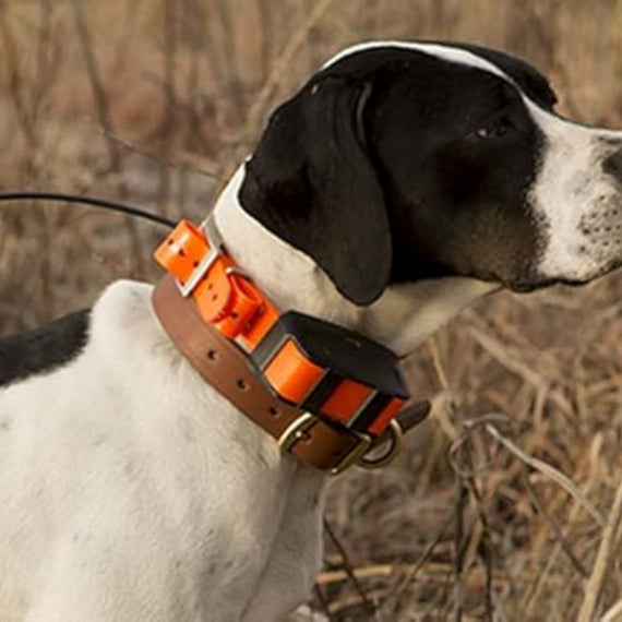 Pet Dog Collar For Pet Training Dog Training Equipment